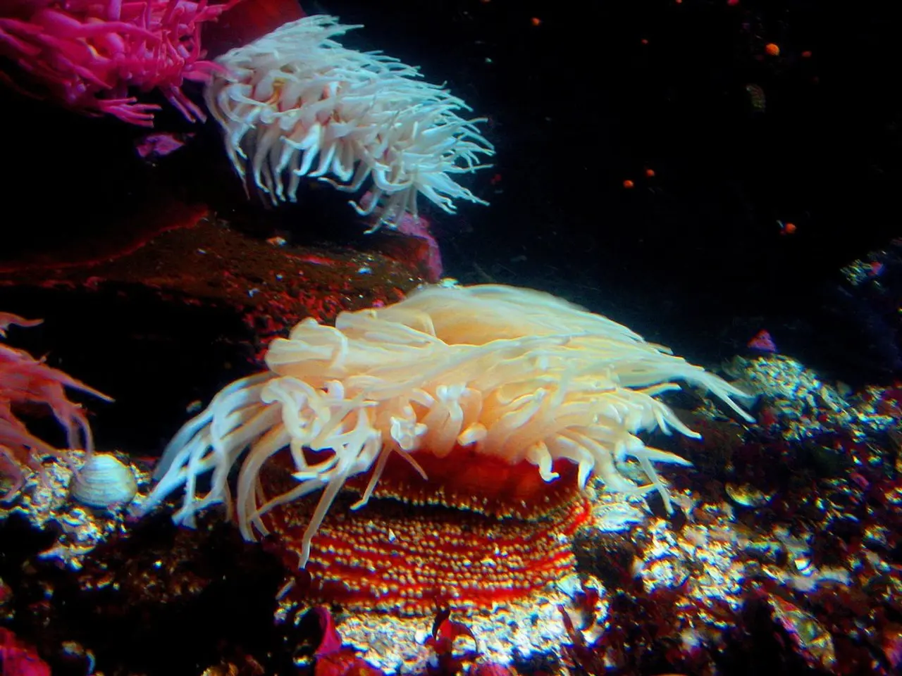 Florida Aquarium Aids in Rescue and Protection of Endangered Coral Reefs