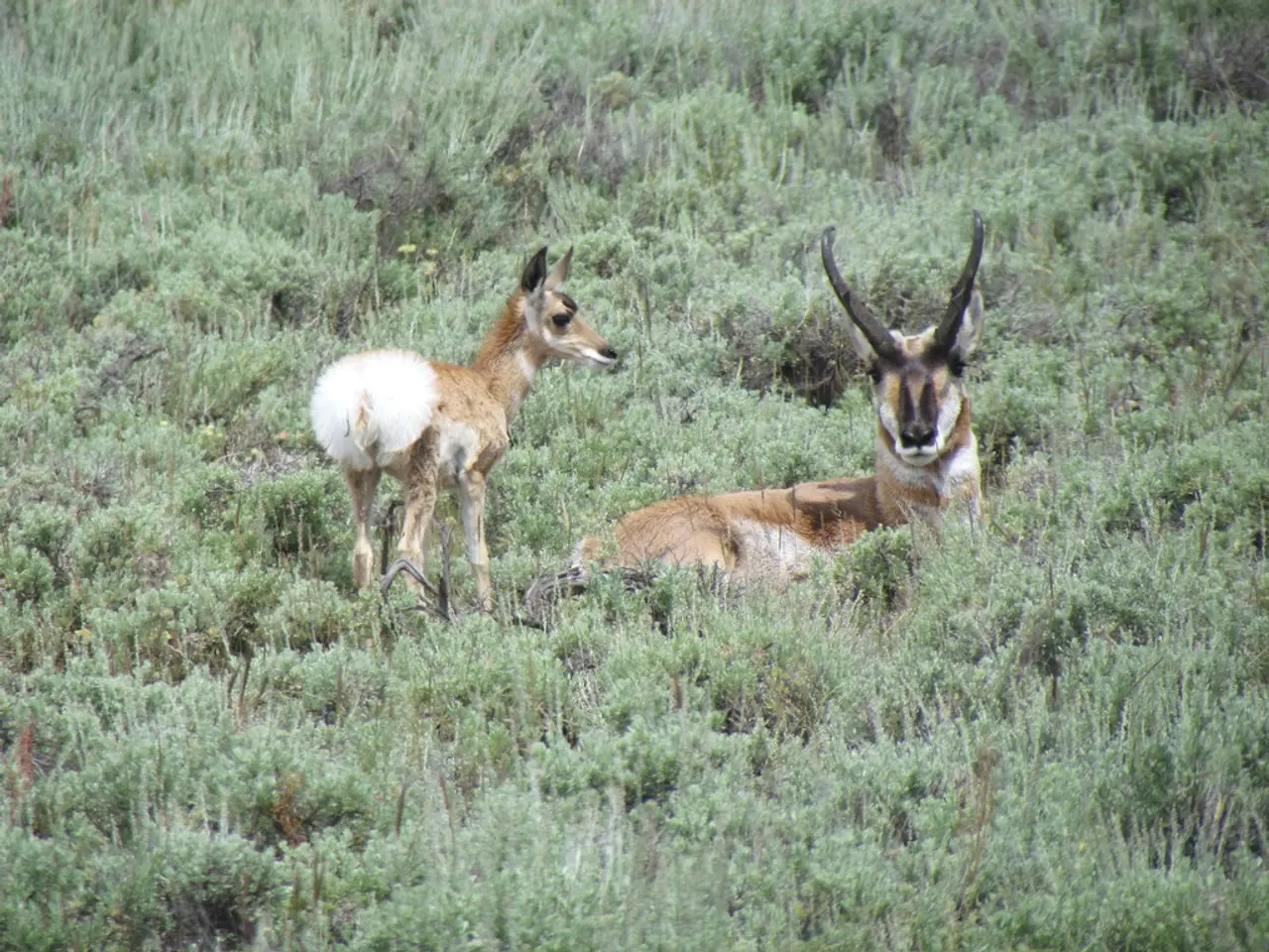 Deere & Co. Faces Job Cuts Due to Trump's Foolish Tariff Measures on Agricultural Equipment