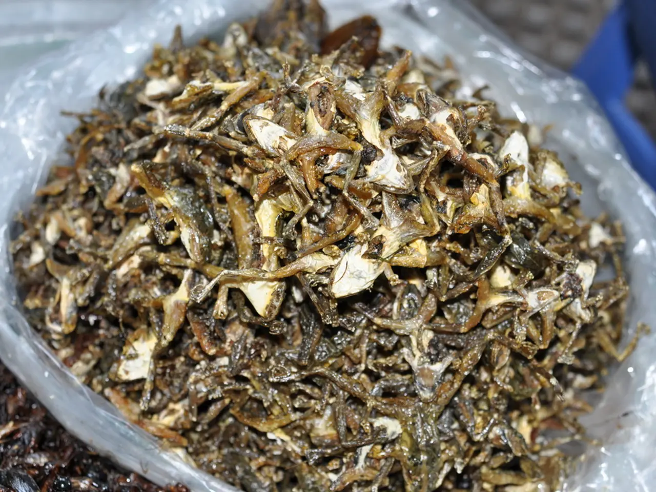 Tracking the mackerel populations within Bassan's nauseous outpouring of bass waters