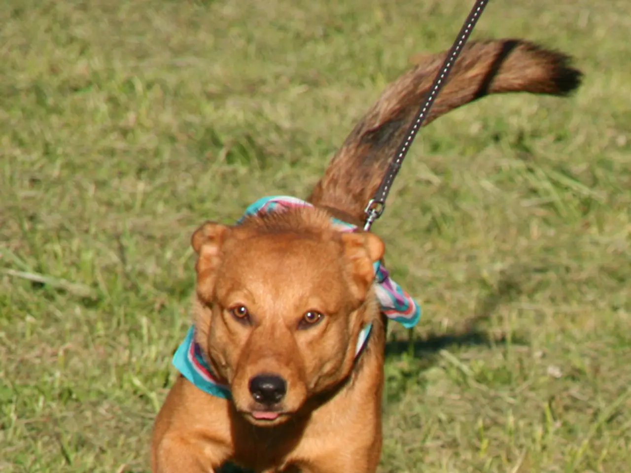 Reason behind Canines Consuming Soil: