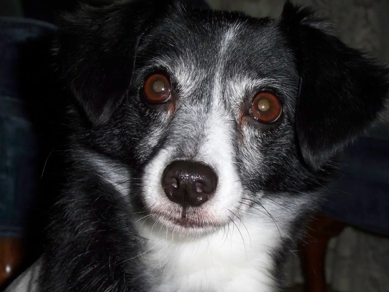 Canine High-Speed Sprinting: Exploring the Reasons Behind a Dog's Frenzied Chase