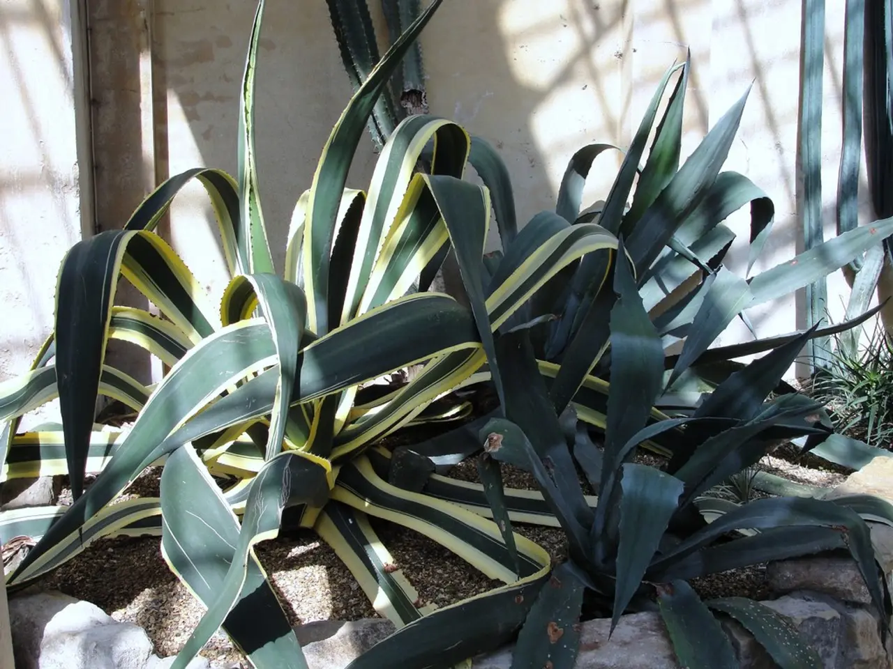 Africa's Leading Pineapple Producers in the Year 2025