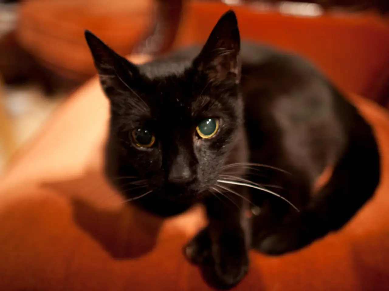 Ginger-colored orange cats owe their distinctive hue to a specific gene that undergoes a specific...