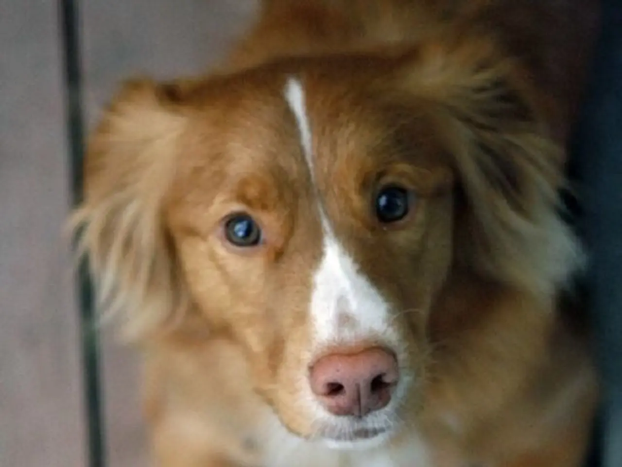 Shelter video featuring dogs in Iraq erroneously connected to India due to a Supreme Court ruling...