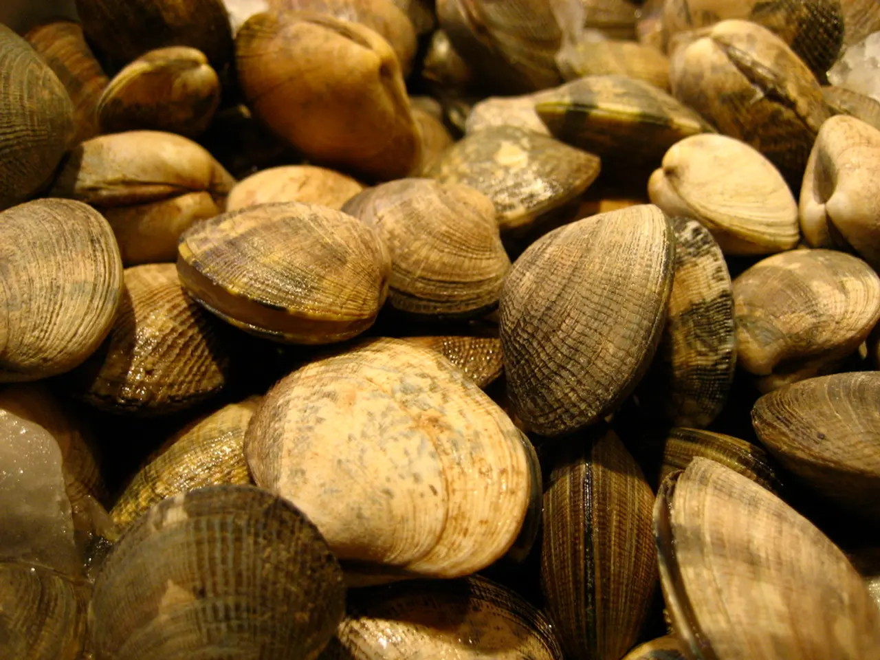 Will Clams Possibly Revive on a Native American Reservation in Maine?