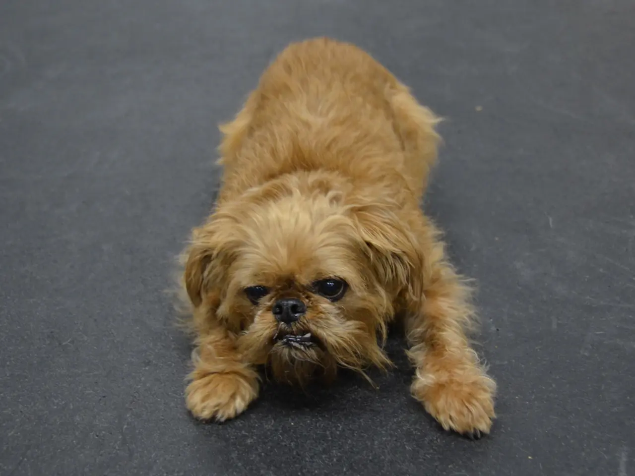 Wild Canines Encountered Hitting the Road from Vehicles