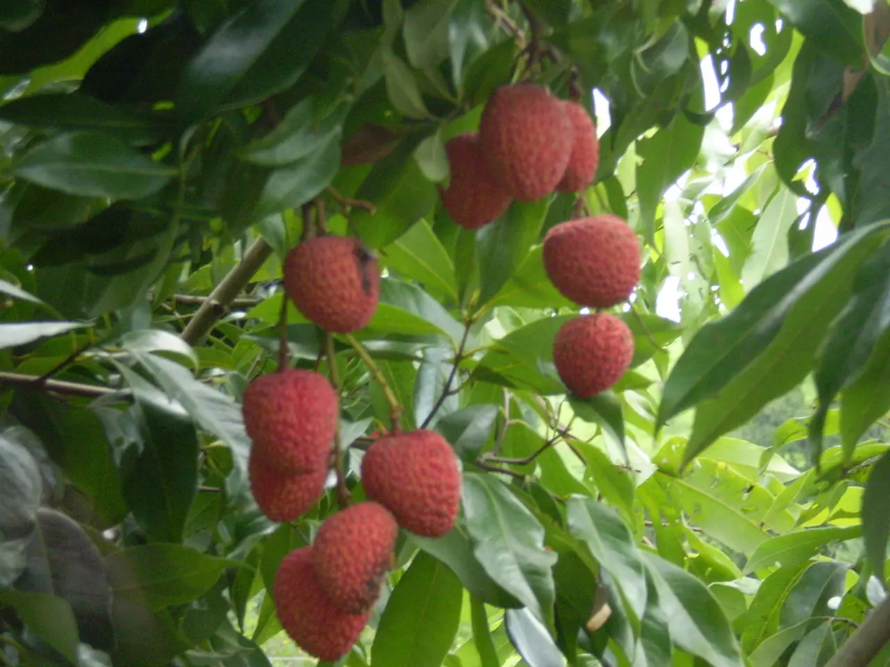 Optimal Storage for Strawberries: Discover the Perfect Spot to Keep Your Berries Fresh and Prevent...