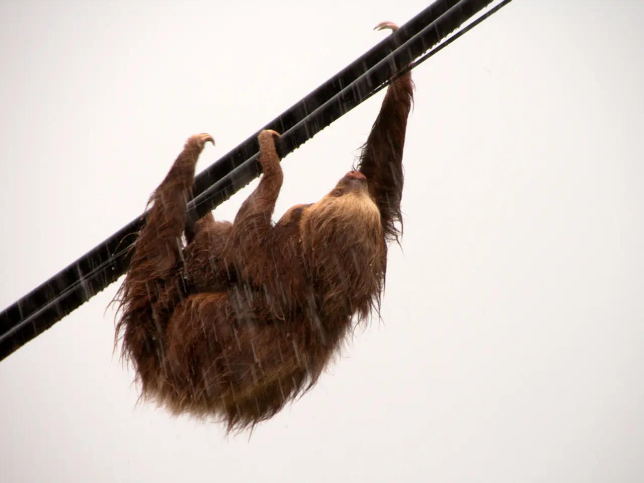 The Fascinating Tale of Gigantic 20-Foot Sloths and the Factor Behind Their Demise