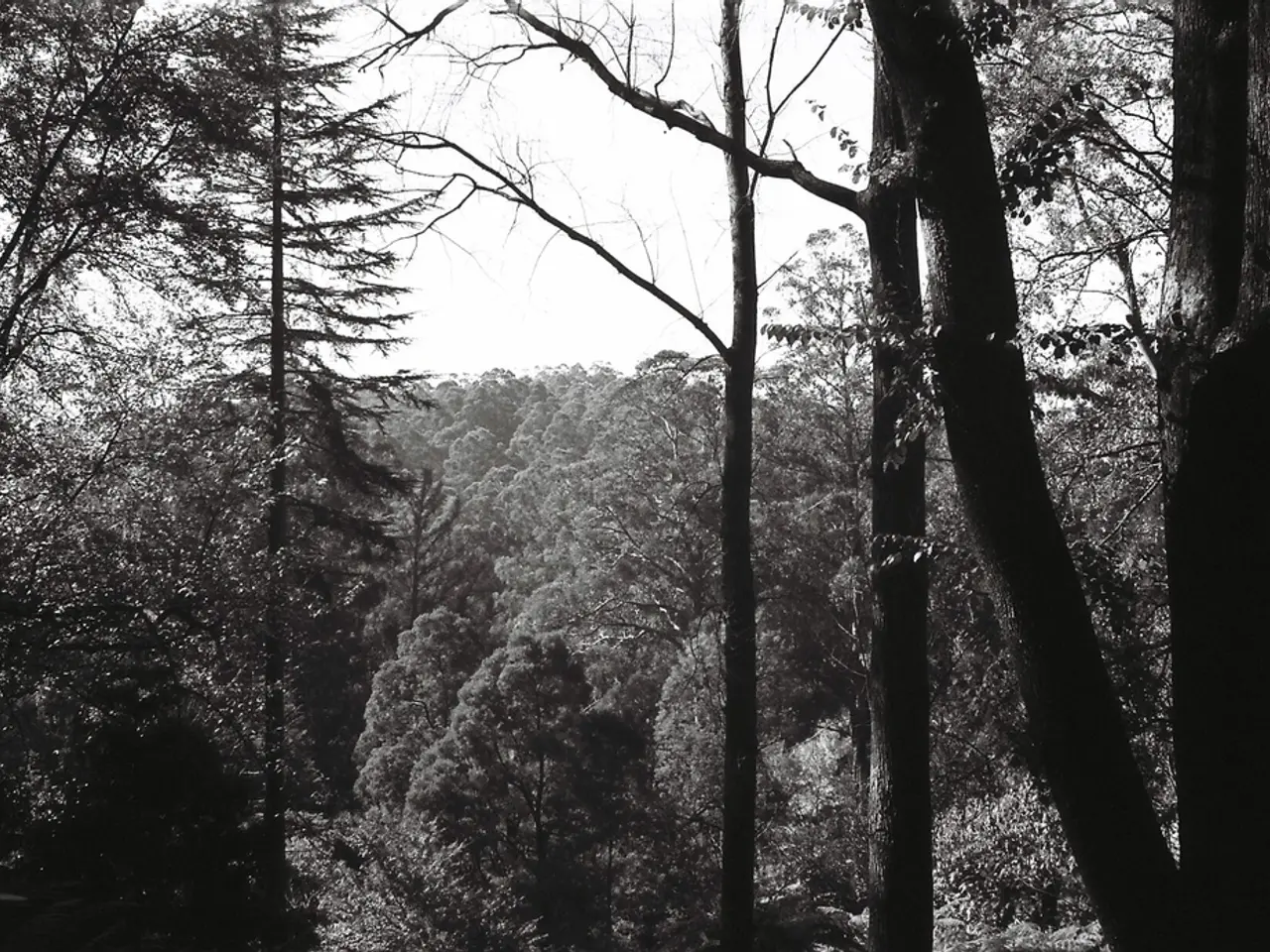 Nurturing Carbon Sequestration through Forestation for Climate Mitigation