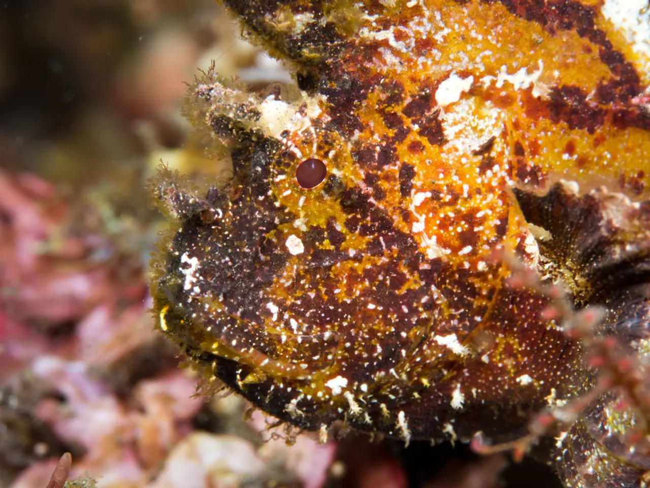 Ocean's Swiftest Jawholder: The Goblin Shark, Propelling at 3.1 Meters per Second, Similar to a...