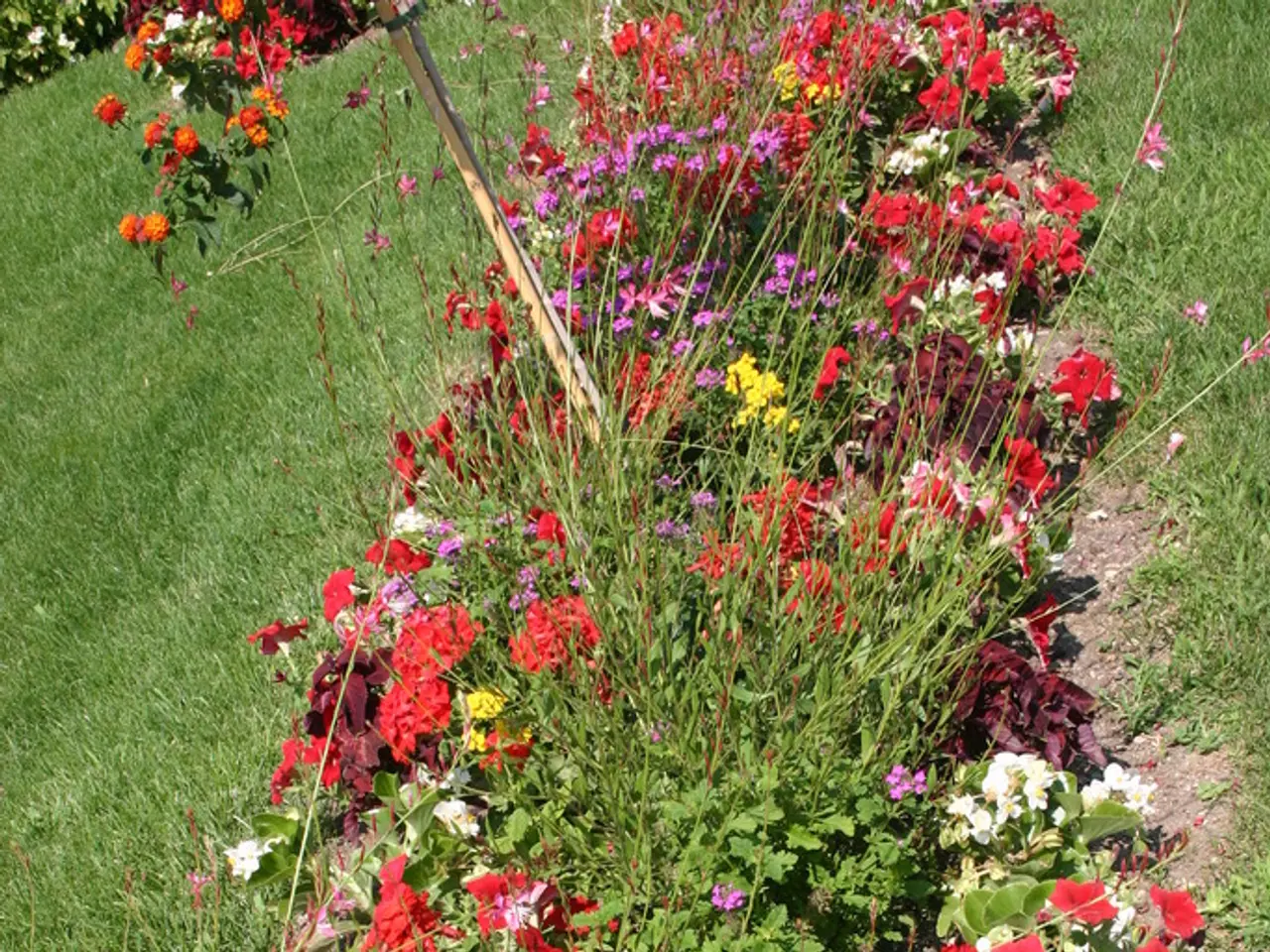 Explore the biodiverse hay meadow in Somerset, UK, and the exceptional flora it hosts.