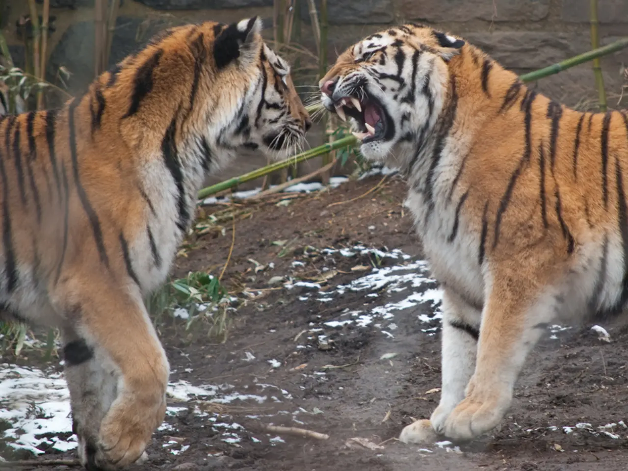 Sri Lanka Plunged into Power Outage Following Monkey-Disrupted Electricity Network