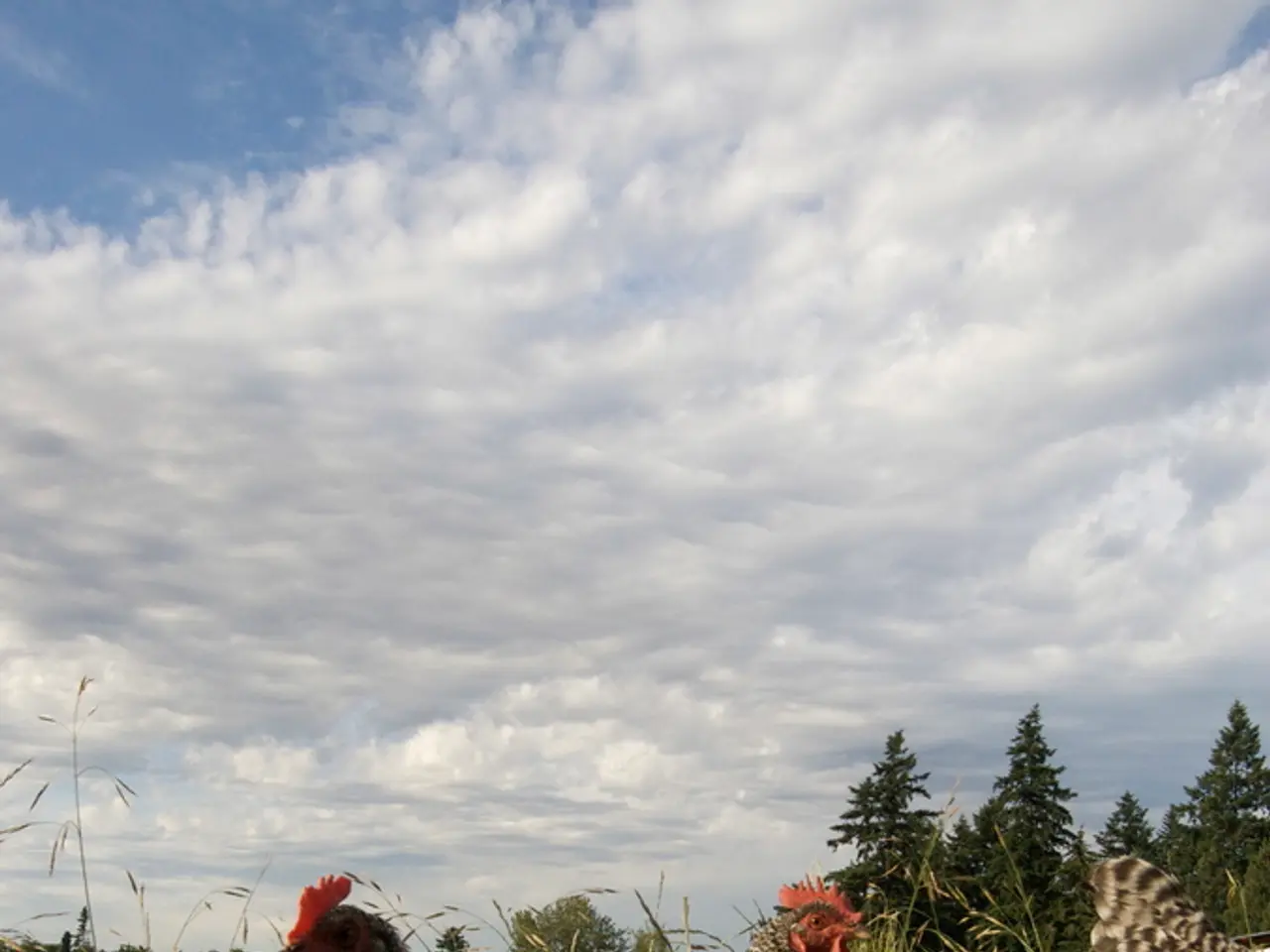 Research ongoing in Colorado involves the use of a broad-tailed hummingbird, specifically a male...