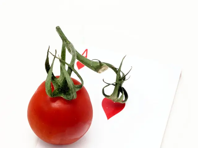 Crypto-Based Casino: Insight into Yolo Games