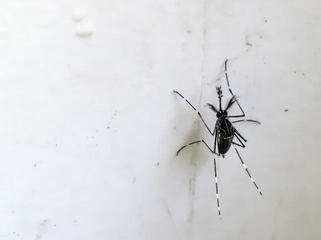 Oropouche Virus Spread: Potential New Zika-Like Health Hazard to Be Aware Of