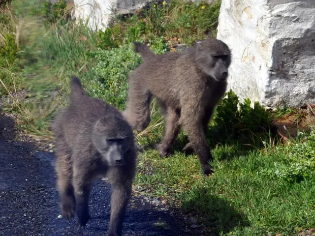 Predators feast on captured baboons.