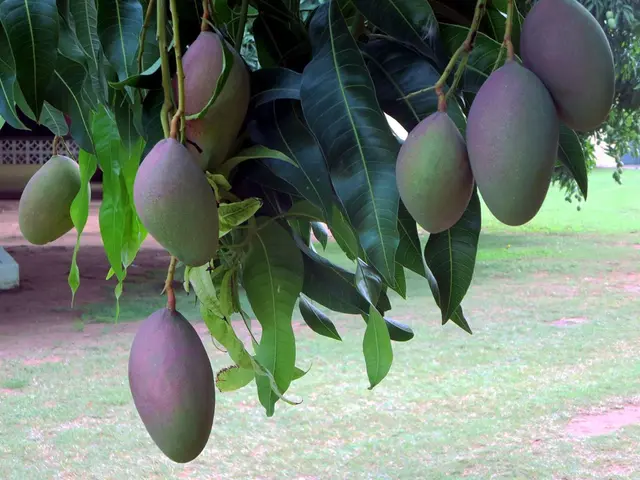 Experiences of Getfarms Mango Orchards: Tales Told by Our Visitors