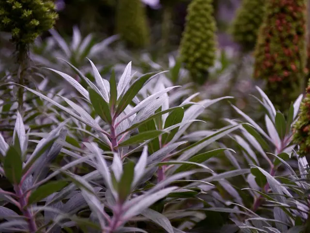 Vibrant Hanging Plants to Enhance Your Space: Explore Eight Spectacular Dripping Plants for...