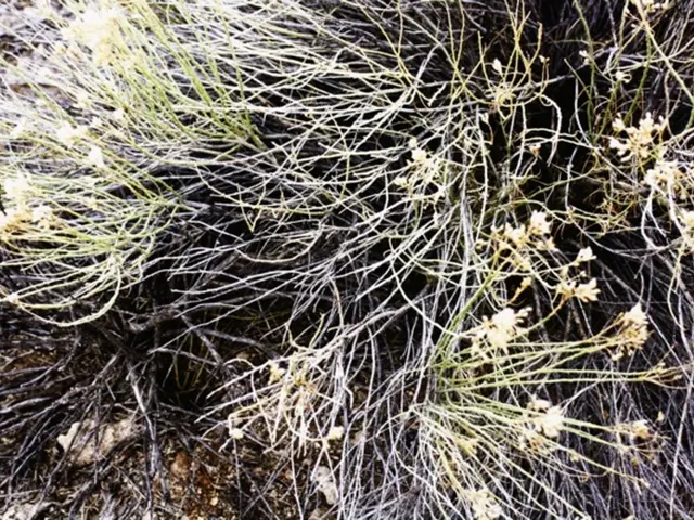 Growing Buds: Right Moisture Level: Moist or Dry Soil?
