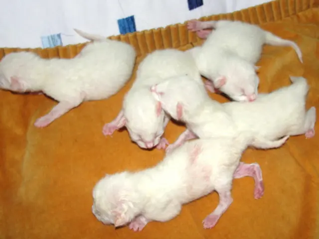 Effective Solutions for Repelling Mice and Rodents in Motorhomes, Recreational Vehicles, and...
