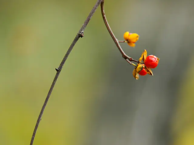 Government to establish guidelines for selling marijuana flower buds within the health sector