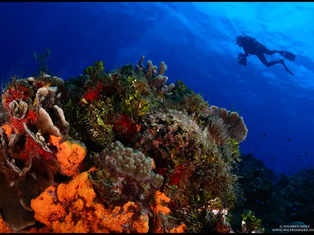 Sydney's Top Charter Diving: A Comprehensive Guide to Boat Diving in Sydney