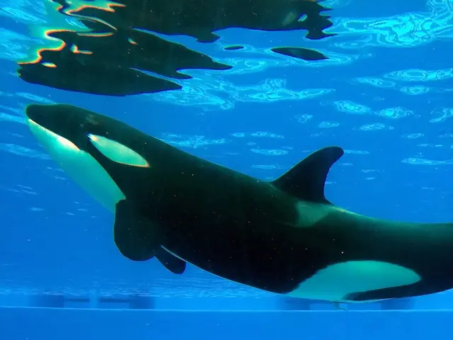 Off Florida's Coast, Two Newborn Whales appear: Uncovering the Somber Realities concealed in their...