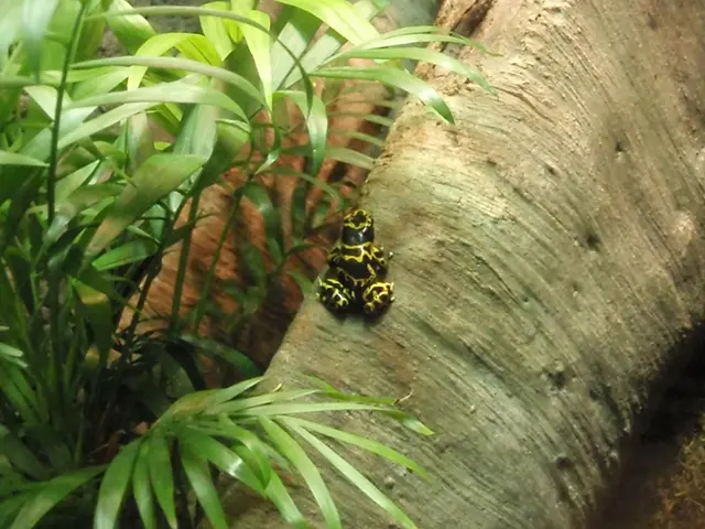 Black Locust Tree: From Valuable to Invasive and Now Back in Demand