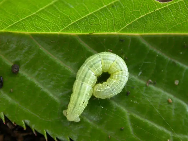 Struggling with the question: Why is an increasing number of individuals embracing parasite purges...