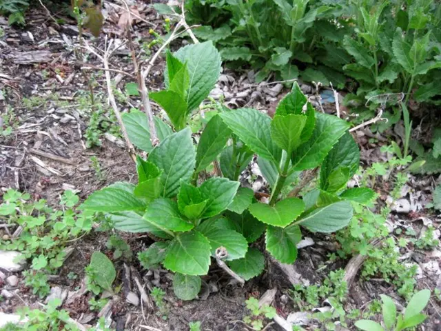 Shade-Tolerant Plant Options for Ground Coverage