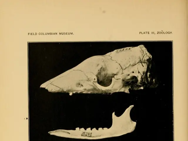 Connection between Calcium Intake and Bone Durability