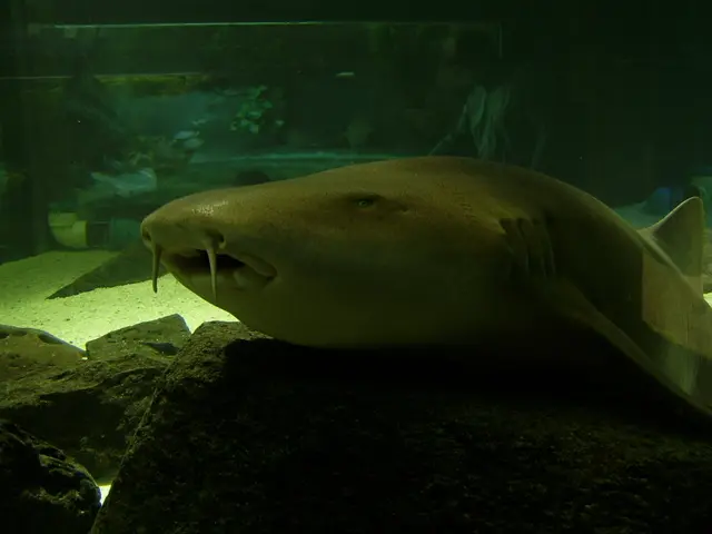 Chemistry Tips for Aquarium Maintenance: Guidance on Substances to Add, Quantities, and Timing!