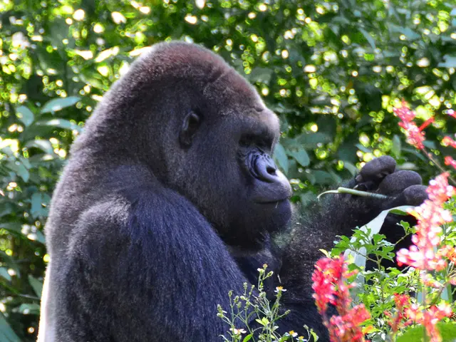 Long-study findings reveal that muscle strength does not dictate mountain gorilla social hierarchy