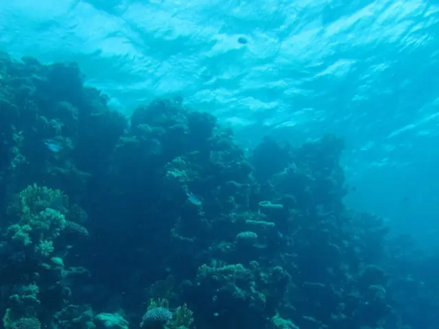 Climate Change Imperils Hokkaidō's Kelp: An Examination of Its Effects on Japan's Aquatic Produce