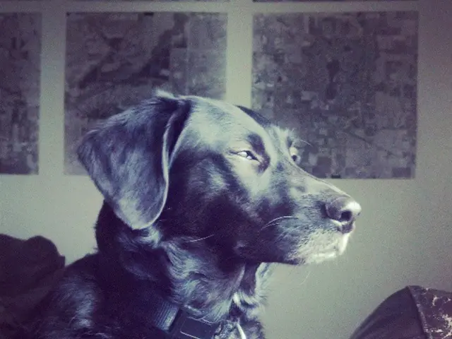 Stray canine abolition ordered by Supreme Court, prompting animal welfare activists to consider...