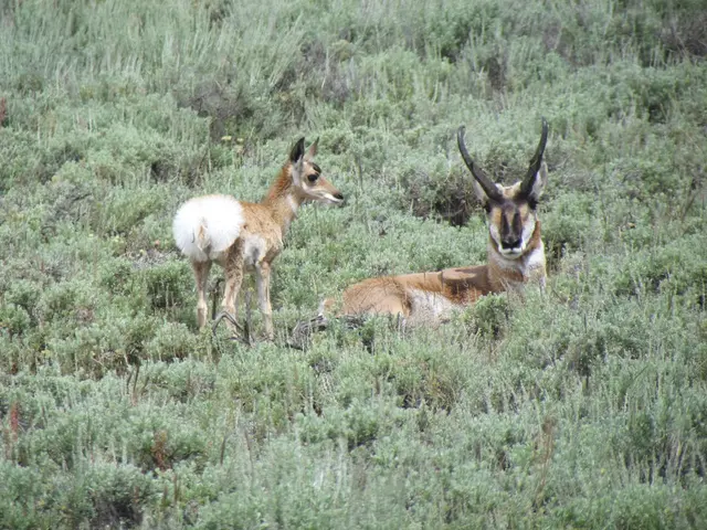 Deere & Co. Faces Job Cuts Due to Trump's Foolish Tariff Measures on Agricultural Equipment