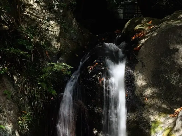 Scene of Deceased Juniper Trees