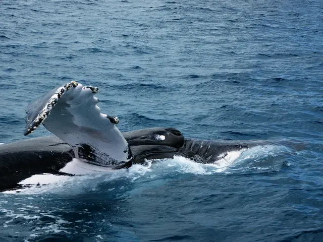 Daylight illuminates the spout of a Type B killer whale as it rises in the Gerlache Strait,...