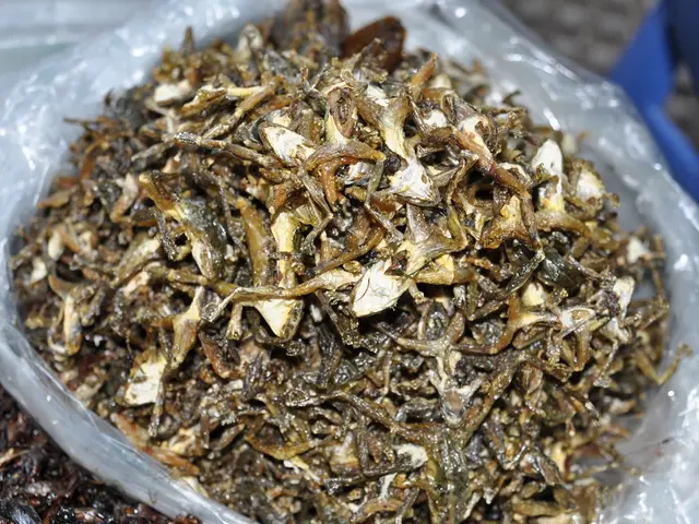 Tracking the mackerel populations within Bassan's nauseous outpouring of bass waters