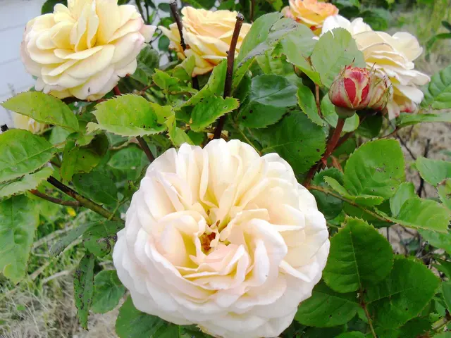 Select plants for late summer chosen by Dan Pearson showcased in a video presentation