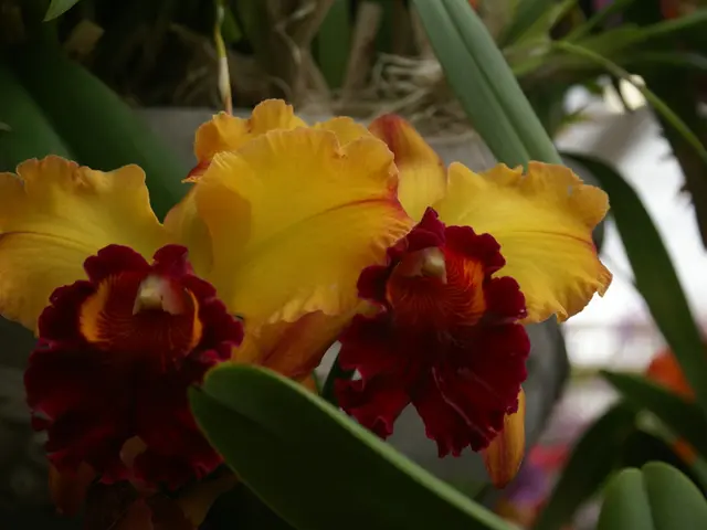 Learn the technique of planting bulbs with insights from Sissinghurst's skilled head gardener