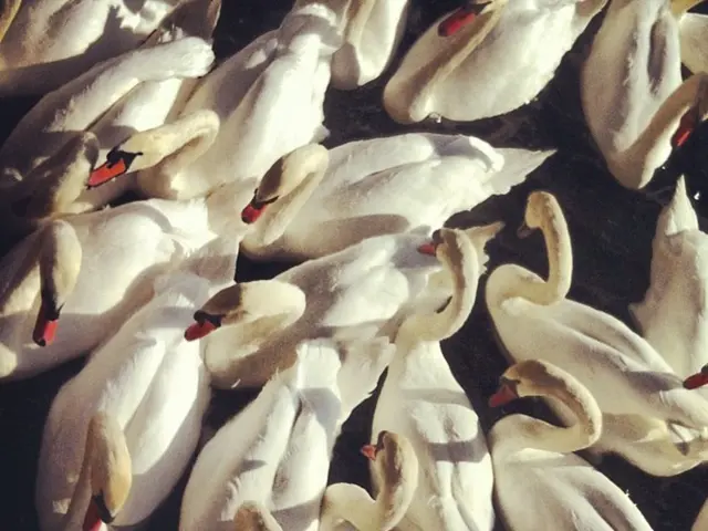 Swan Essentials: Exploring Symbolic Significance, Biological Facts, and Cultural/Ecosystem Impact