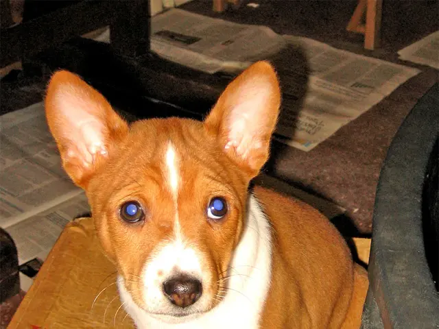 Fox News Panel Includes Doge's Young Employee, Nicknamed 'Big Balls', Alongside Elon Musk