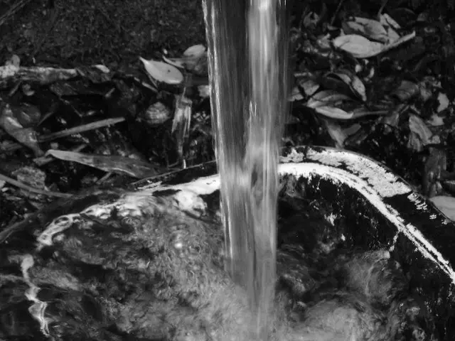 Frequent Watering Needs of a Poinsettia: Understanding the Signs When It's Thirsty and Learning the...