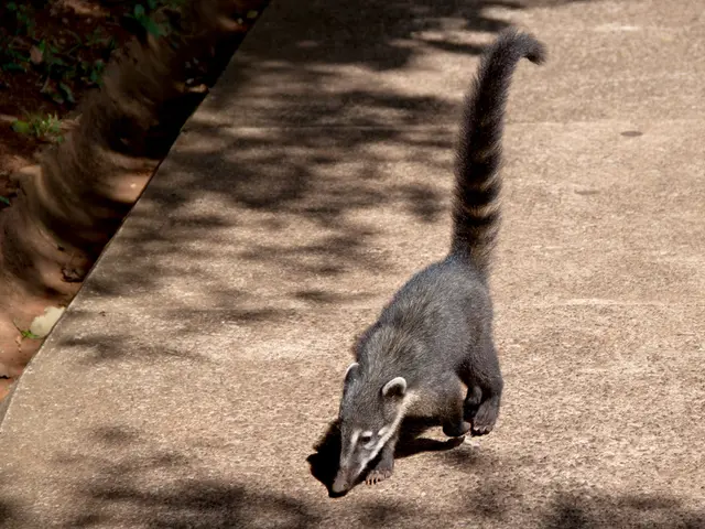 Guide for Rectifying Nitrogen Shortage in Soil