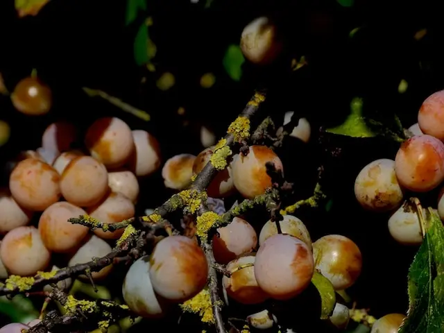 Guide for Jade Plant Cuttings Propagation