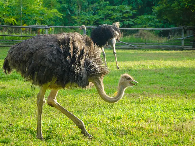 Ostrich farm in Edgewood, B.C. suffers defeat in appeal decision