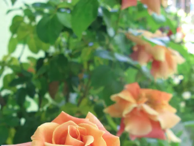 Growing a miniature rose plant in your outdoor garden is a simple process, broken down into 3 easy...