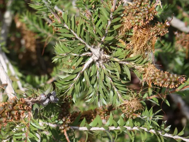 Top Fruiting Plants Ideal for Container Gardening in Limited Spaces for Plentiful Produce