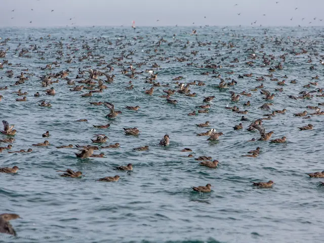 Shifting North Sea Isle revealed!